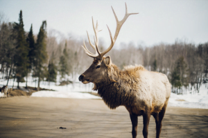 josephine bacon caribou